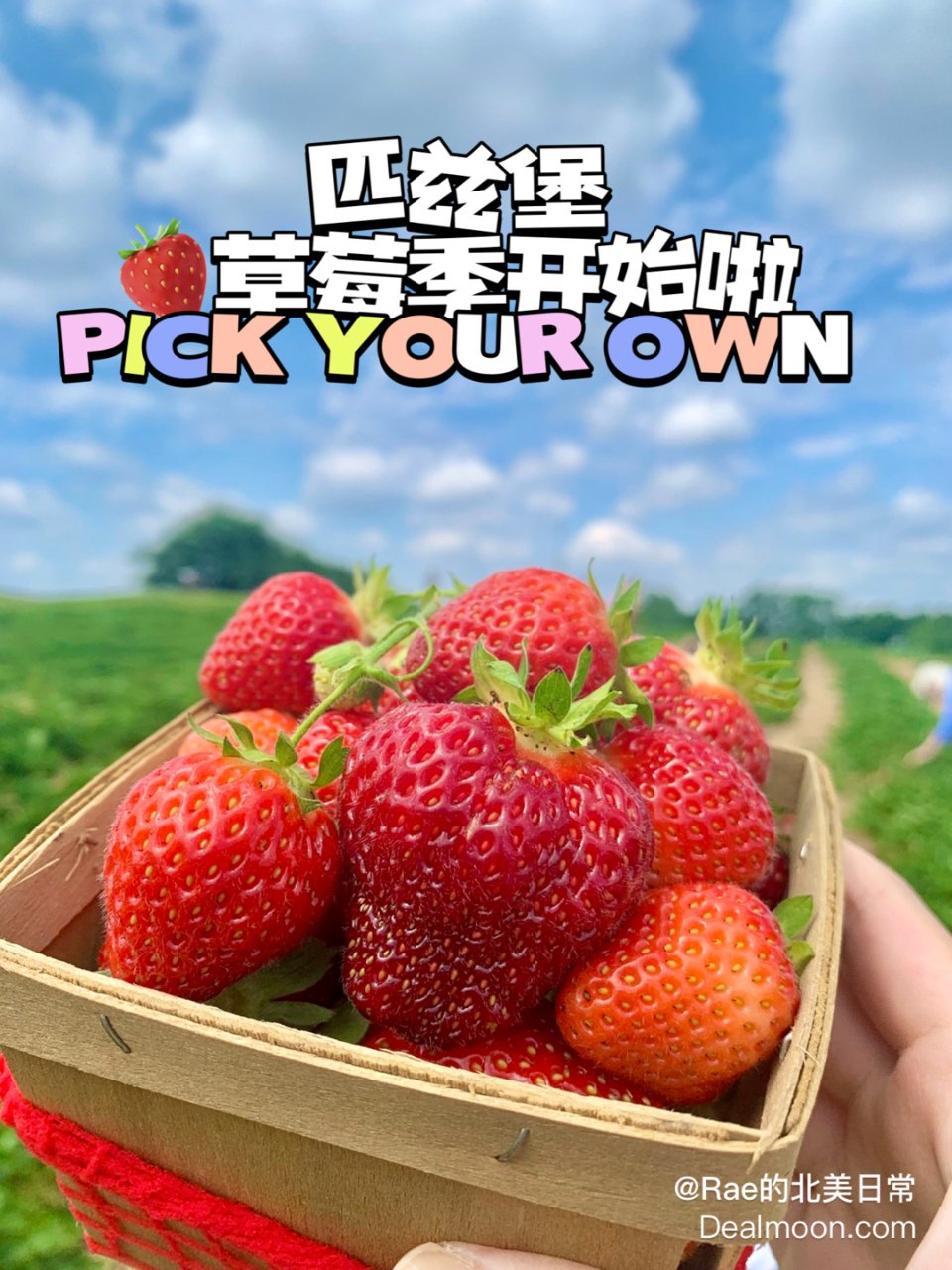 匹兹堡 | 🍓三大草莓农场清单&开放时间...