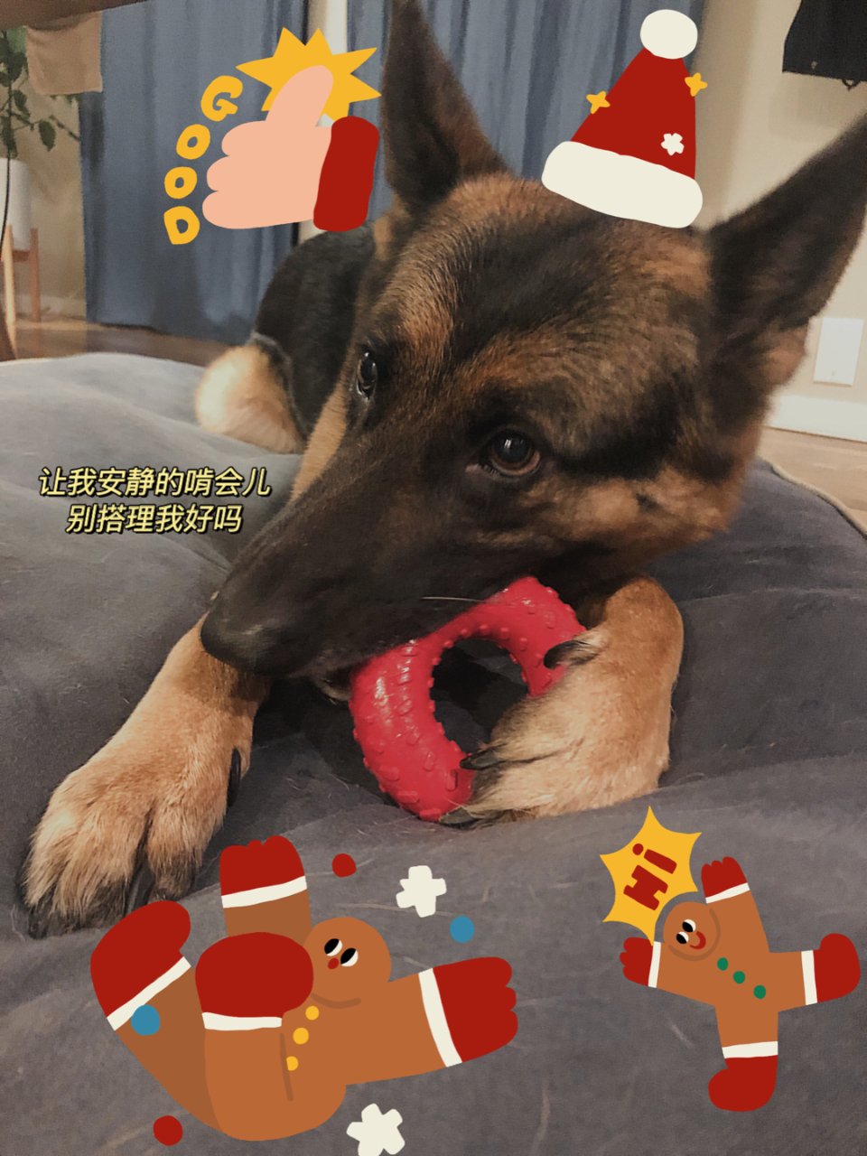 Kiki的圣诞节🎄礼物之一：牛肉味咀嚼玩...