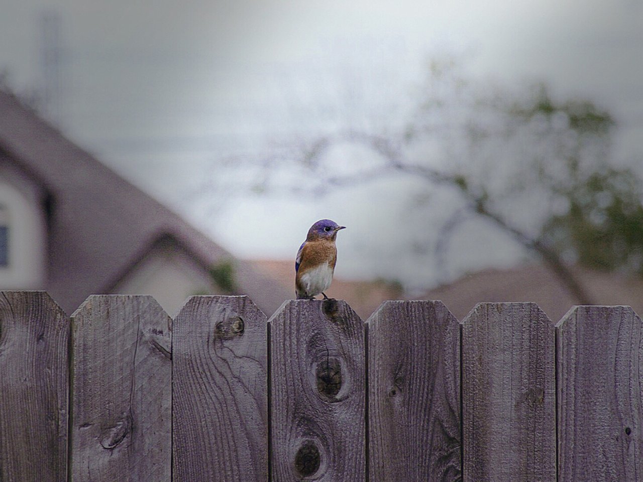 后院蹲着拍：最靓的仔 最萌的蓝小鸟🤣...
