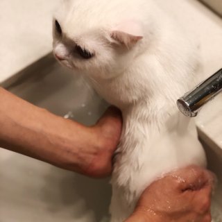 猫咪洗澡的步骤分享🛁如何让小🐱乖乖洗澡...