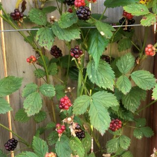 在家自己种满墙的莓子...