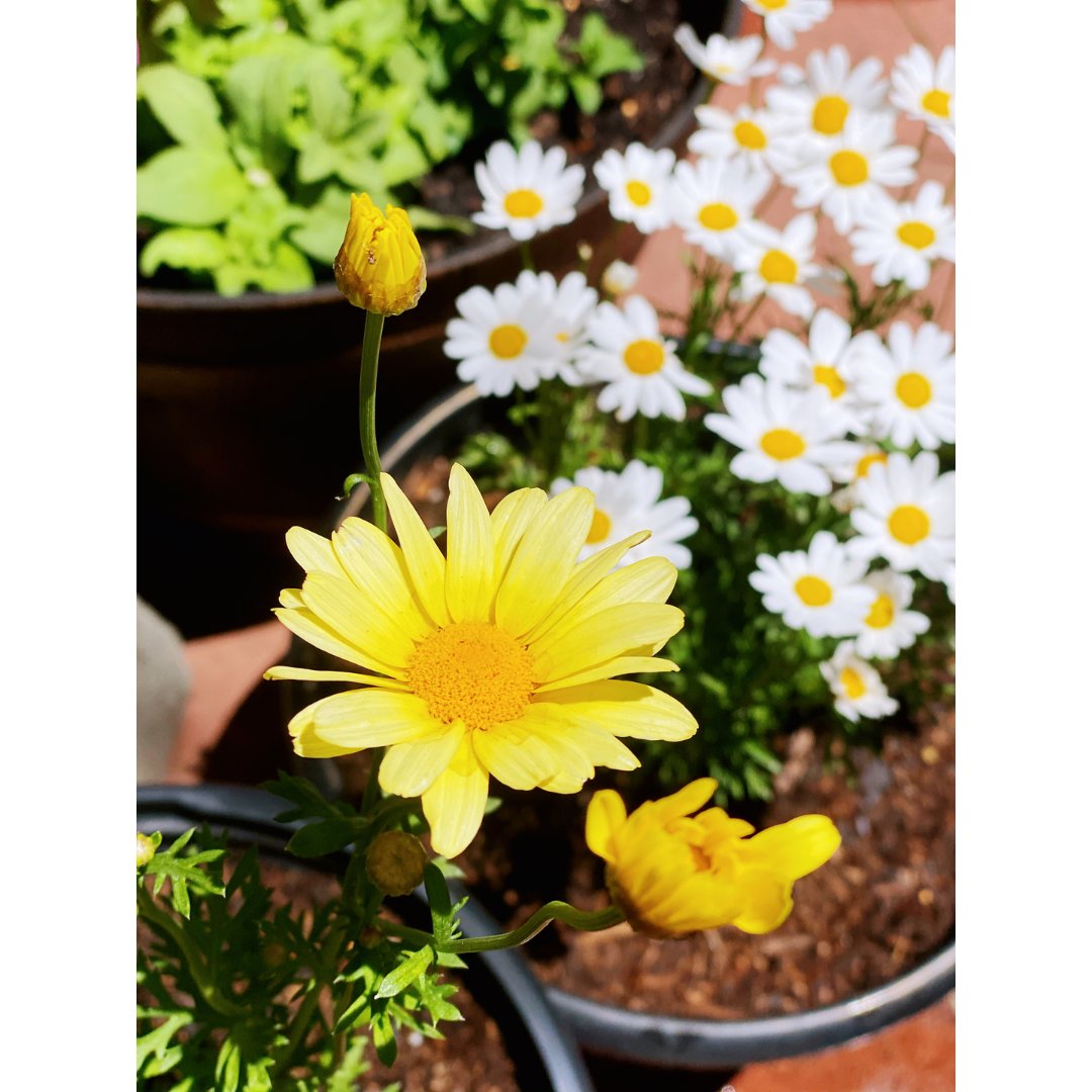 种花记|玛格丽特花(marguerite daisy)