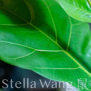 Fiddle Leaf Fig,5.99美元
