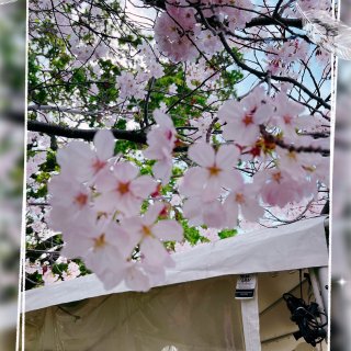 周末箱根花园赏樱 我们也去钆闹猛（人挤人...