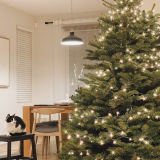2021 放一顆真的聖誕樹在家吧！🎄😻🎅...