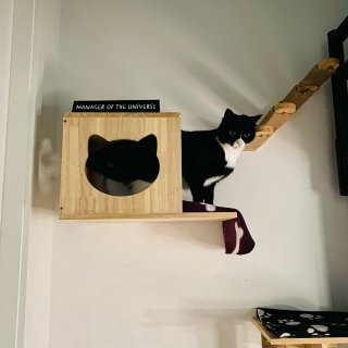 猫爬架还能上墙⁉️家里的猫🐱玩得可开心了...