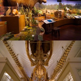 Harvard Museum of Natural History - 波士顿 - Cambridge