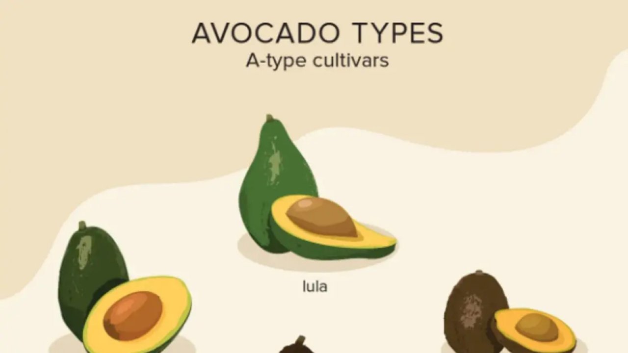 神仙水果 | 爱吃avocado的来看牛油果分类 （一）