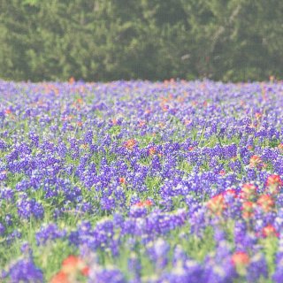 大德州拍野花的小技巧+拍摄地点坐标...