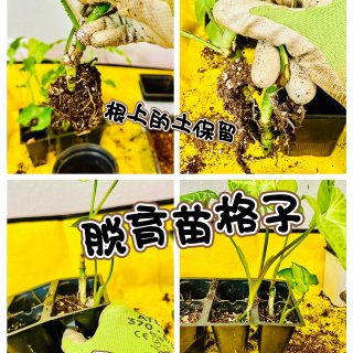 绿植换季换大盆🍀扦插苗从育苗格子换花盆...