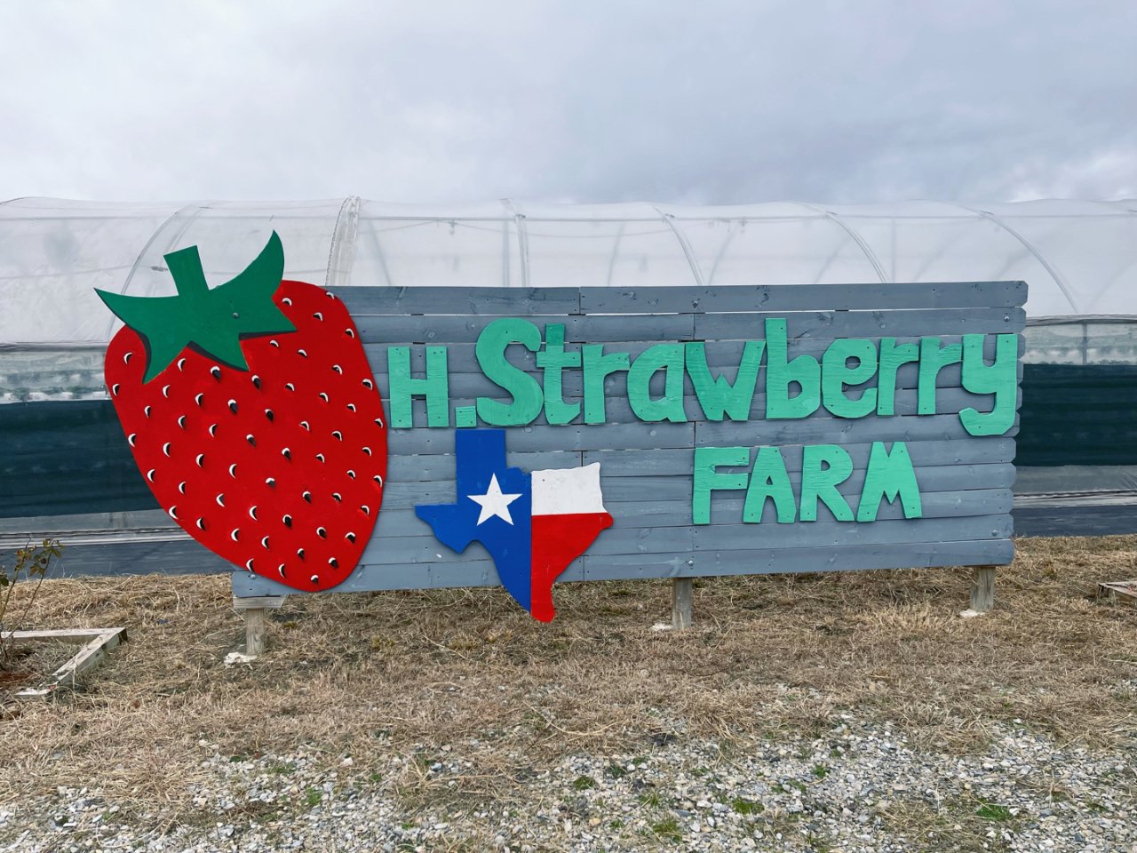 寻找好吃的草莓🍓之旅！达拉斯附近草莓农场...