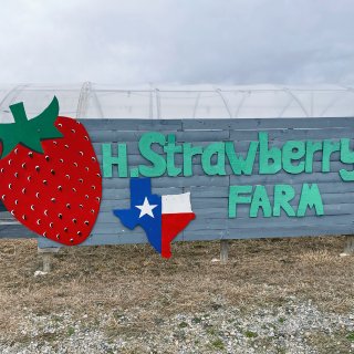 寻找好吃的草莓🍓之旅！达拉斯附近草莓农场...