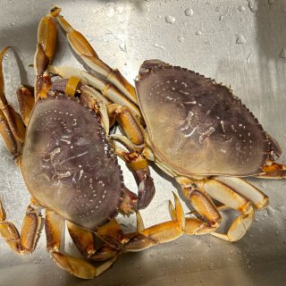 螃蟹🦀
