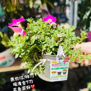 Lowe's多年生花卉促销🔥周日上新清仓...