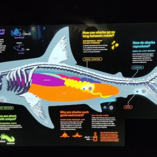 秋季纽约行–美国自然历史博物馆鲨鱼展...