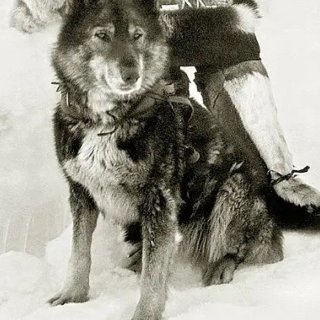 电影推荐 |《雪橇犬多哥》+1925年冬...
