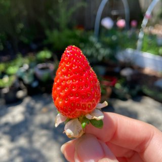 采摘季又到啦，今天摘草莓...