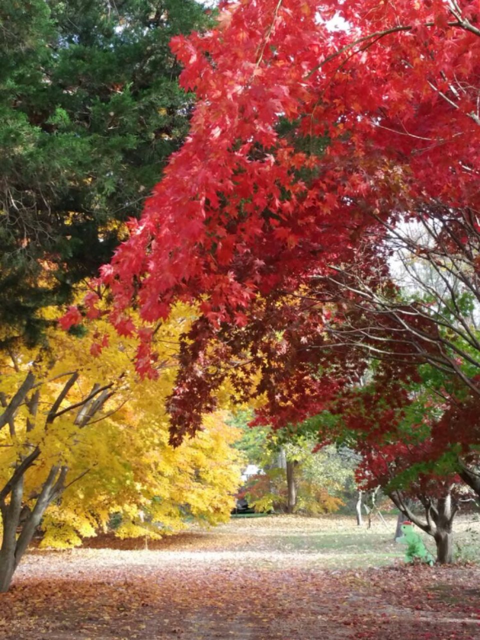 秋天的颜色最美丽