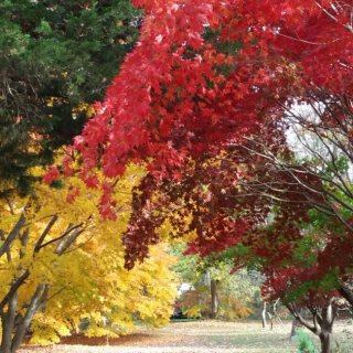 秋天的颜色最美丽
