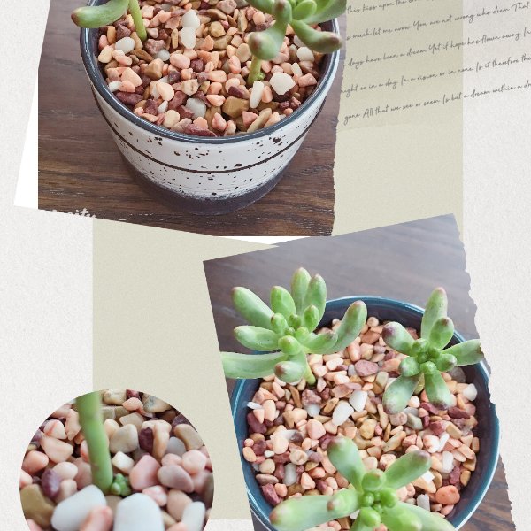 晒货图片