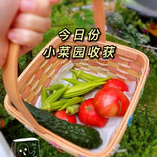 💓小菜园，番茄的最后一波采摘+秋葵大丰收...