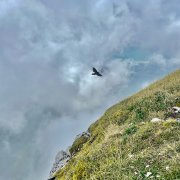 Pilatus