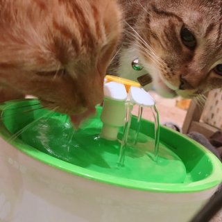 🌈💚｜猫咪饮水机｜买了之后每喝水都要抢🐱...