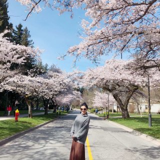 樱花季拍摄