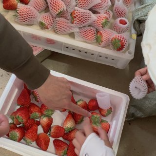 丹东牛奶草莓🍓刚刚采摘的新鲜真好吃😋...
