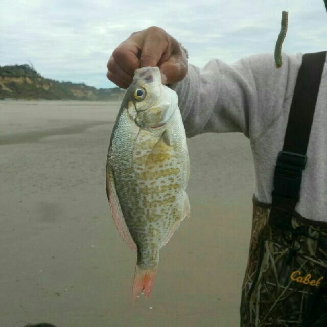 今晚有海鲫加餐啦！还是最受欢迎的红...