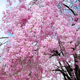 鄰居家的漂亮櫻花🌸🌸...