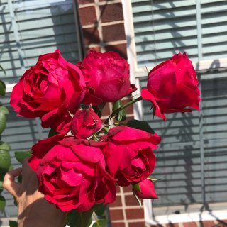 我的玫瑰