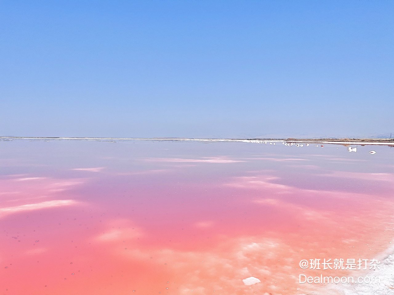 滤镜下的粉红湖｜Alviso Park...
