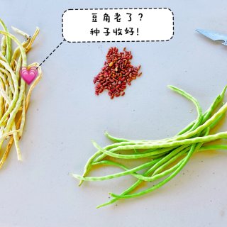 🌿从菜园到餐桌：豆角焖面🍜豪华升级版阿舍...
