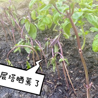 菜园子养成记4/10 | 香菜芽辣椒芽 ...