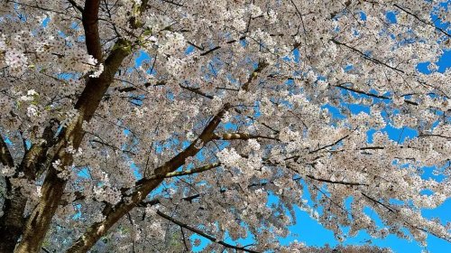 西雅图小众赏樱 🌸| 很美的湖畔公园