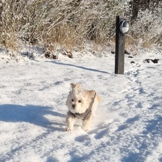 雪地里的快乐小狗...