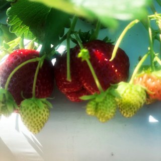 去年今日_～在农场摘草莓🍓...