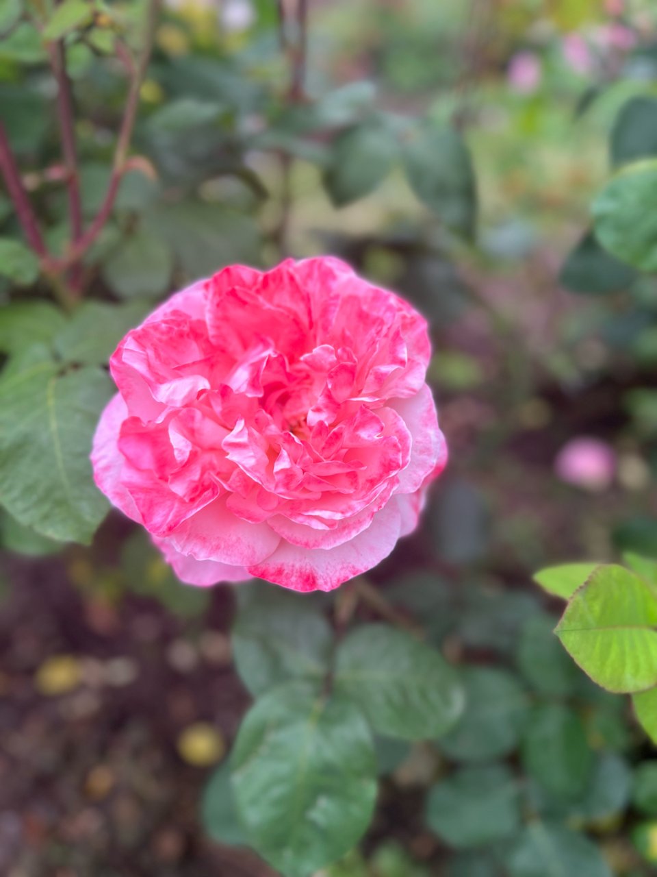 Portland玫瑰园