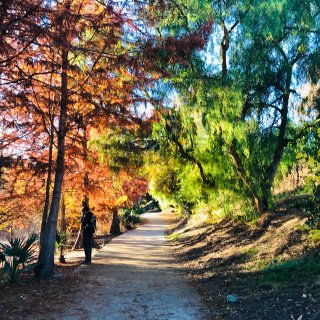 油画般的风景｜湾区公园里的水杉树红了...