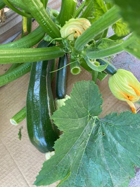 9429ac1ba682624593b3e06.