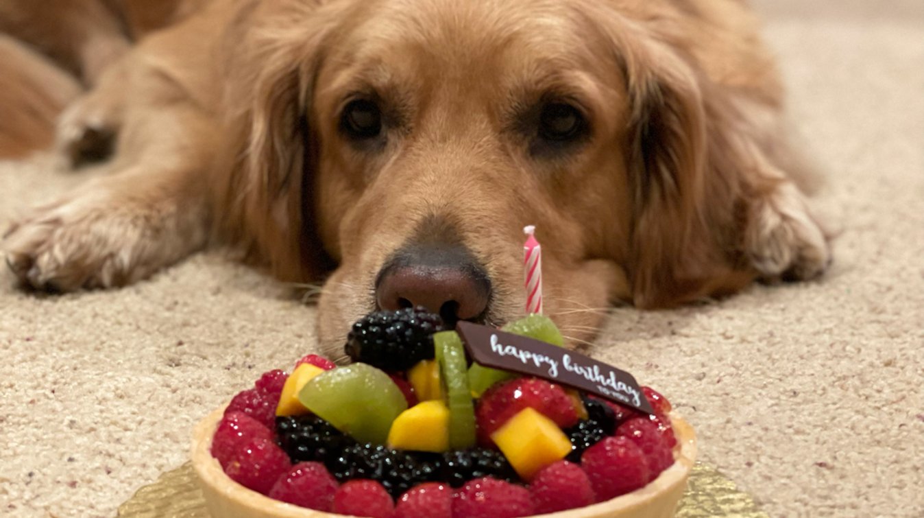 狗儿子的Rover豪华体验