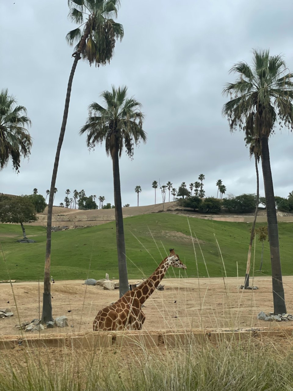 San Diego 野生动物园...