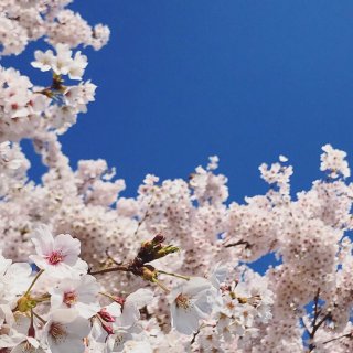 华盛顿樱花🌸🌸🌸春日里的粉色小精灵...