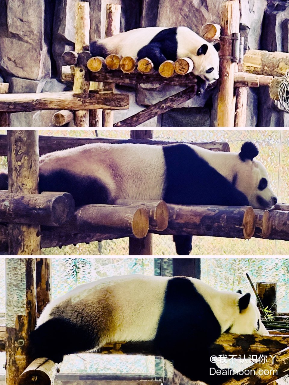 上海野生动物园😃坐车坐船看动物...