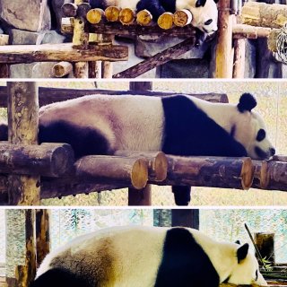 上海野生动物园😃坐车坐船看动物...