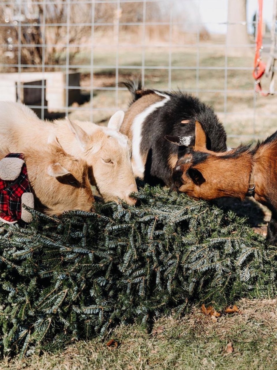 费城｜圣诞树🎄回收♻️山羊亲子互动...
