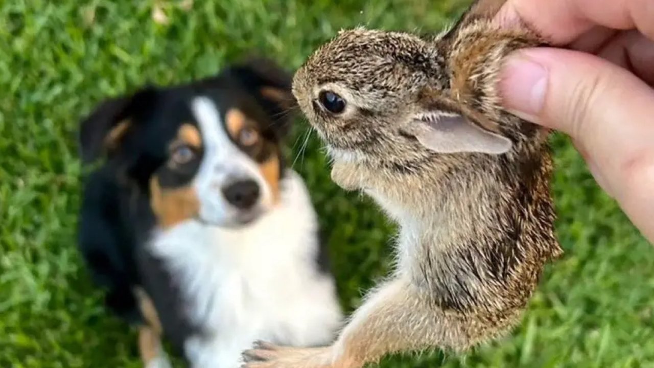 ❤️小动物进花园：萌兔、狗子与小鸟🥺你们开心就好‼️