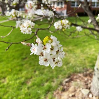 🌸白樱花每年都在四月开花-3...