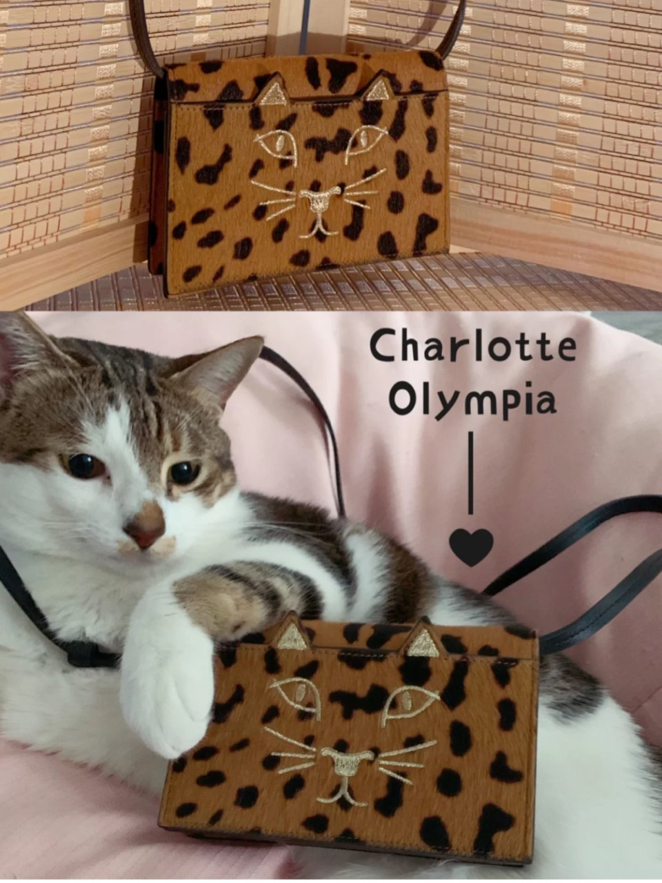 Charlotte Olympia 夏洛特·奥林匹亚,我的猫